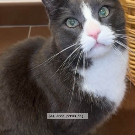 Photo 1/1 Pottrr Chat perdu à Frejus