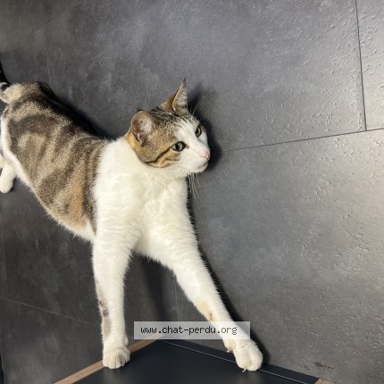 Photo 1/2 Chat trouvé Trouvé à Saint Brieuc Cesson