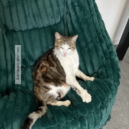 Photo 2/2 Chat trouvé Trouvé à Saint Brieuc Cesson