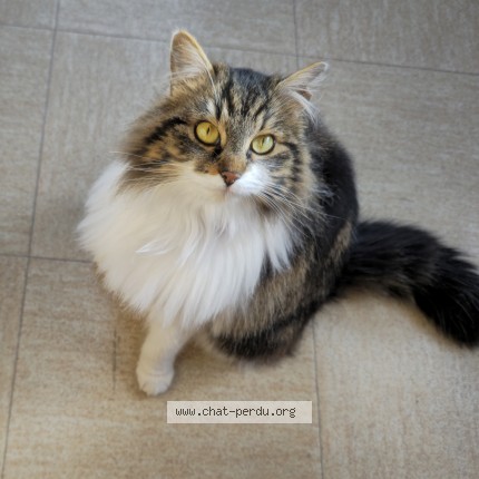 Photo de chat perdu à Allemond