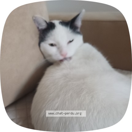 Photo de chat perdu à Montfermeil