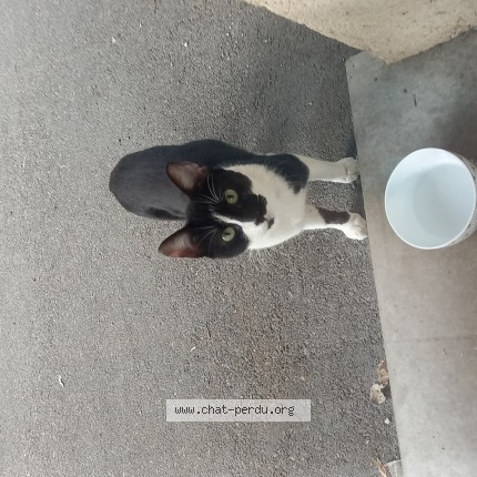 Photo 1/1 Chat trouvé Trouvé à Evreux