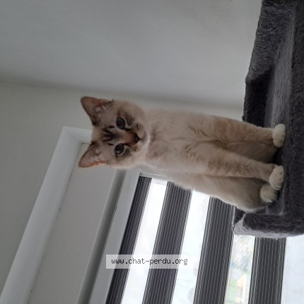 Photo 1/1 felix Chat perdu à Mont Sur Marchienne