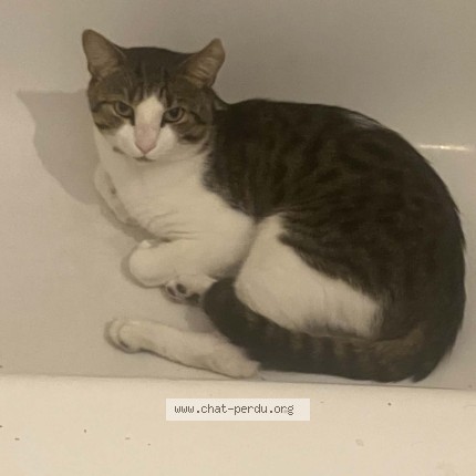 Photo 1/1 boubou Chat perdu à Montreal