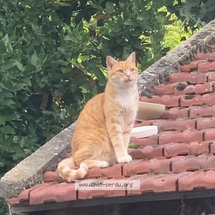 Photo 1/1 Chat trouvé Trouvé à Rosny Sur Seine