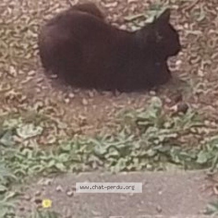 Photo 1/1 Chat trouvé Trouvé à Saint Jean De La Ruelle
