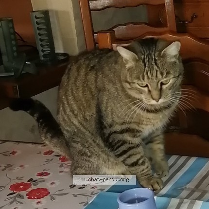 Photo de chat perdu à Allonnes