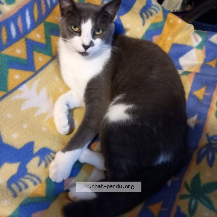 Photo de chat perdu à Saint Georges D Esperanche