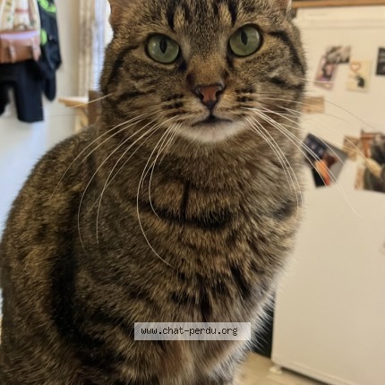 Photo de chat retrouvé à Nantes