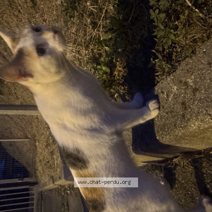 Photo 1/1 Chat trouvé Trouvé à Toulouse