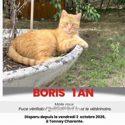 Photo 1/1 Boris Chat perdu à Tonnay Charente