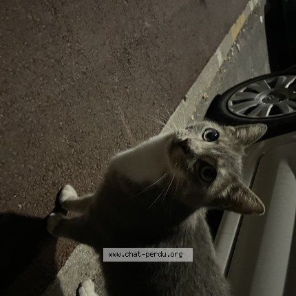 Photo 1/1 Chat trouvé Trouvé à Tourcoing
