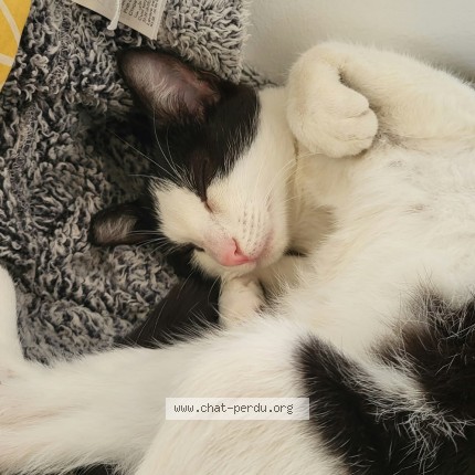 Photo 1/1 Chat trouvé Trouvé à Angers
