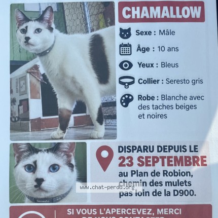 Photo 1/1 chamalow Chat perdu à Robion