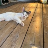 Milo