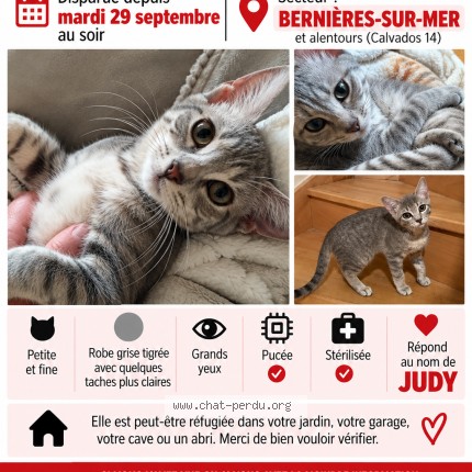 Photo 1/1 judy Chat perdu à Bernieres Sur Mer