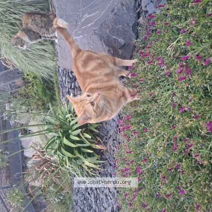 Photo de chat perdu à Angers