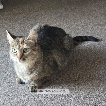 Photo de chat perdu à Villejuif