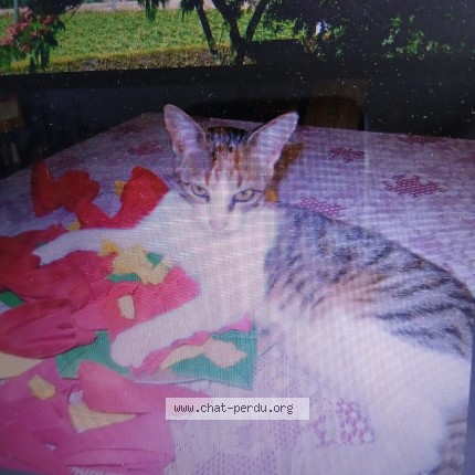 Photo 1/1 Perle Chat perdu à Mordelles