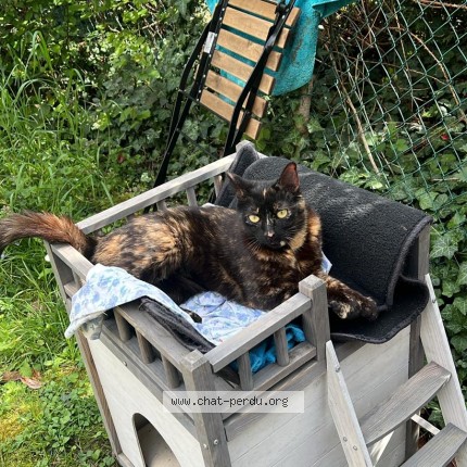 Photo de chat perdu à Itteville
