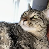 SIMBA