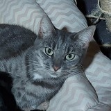 Ziggie