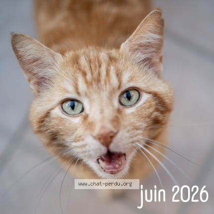 Photo 1/1 Chat trouvé Trouvé à Villenave D Ornon