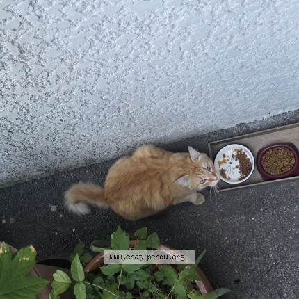 Photo 1/1 Chat trouvé Trouvé à Annemasse