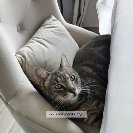 Photo 1/1 Râ Chat perdu à Bellengreville