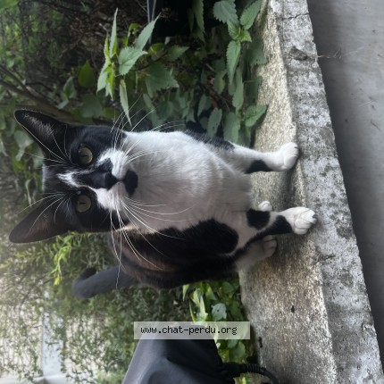 Photo 1/1 Chat trouvé Trouvé à Lille
