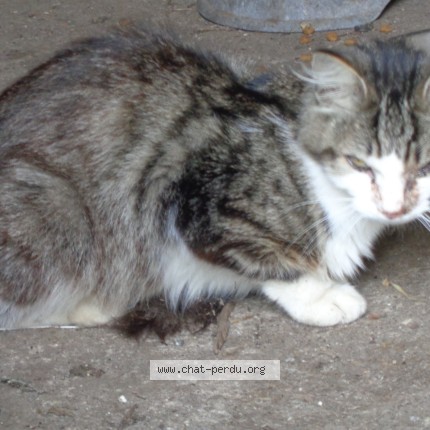 Photo 1/1 Chat trouvé Trouvé à Plobannalec Lesconil