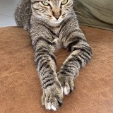 poupie