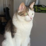 Tigrette
