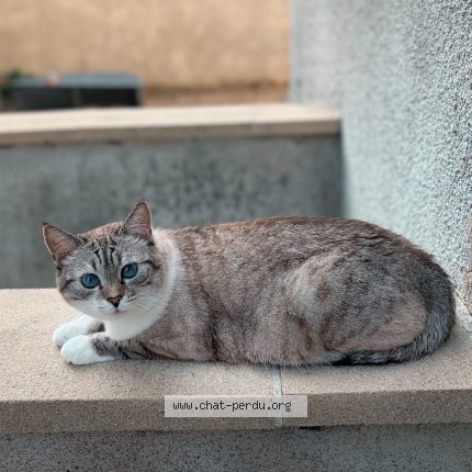 Photo 1/3 Yami Chat perdu à Tours
