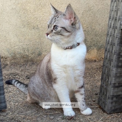 Photo 2/3 Yami Chat perdu à Tours
