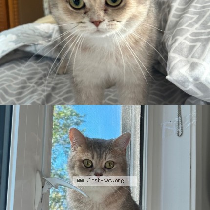 Photo 1/1 Stormi Chat perdu à Winnipeg