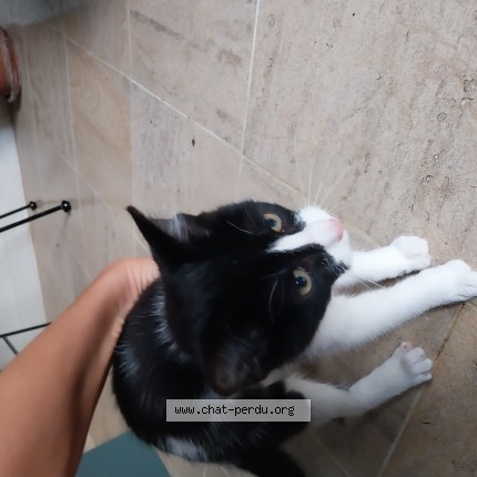 Photo 1/1 Chat trouvé Trouvé à Buxerolles