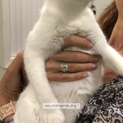 Photo de chat trouvé à Le Coudray Montceaux