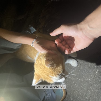 Photo 1/1 Chat trouvé Trouvé à Saint Barthelemy D Anjou