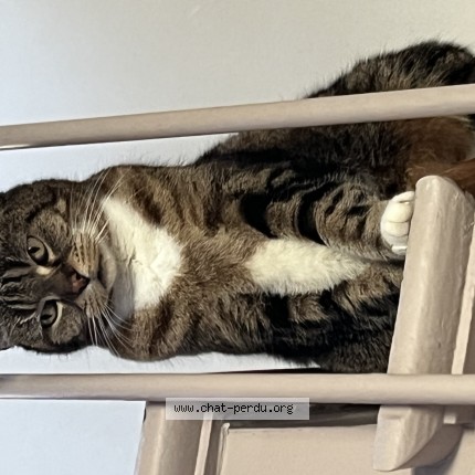 Photo 1/1 Farfallina Chat perdu à Bois Colombes