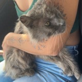 baloo