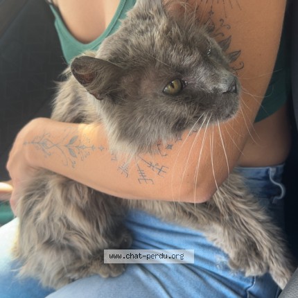 Photo 1/1 baloo Chat perdu à Montreuil Juigne