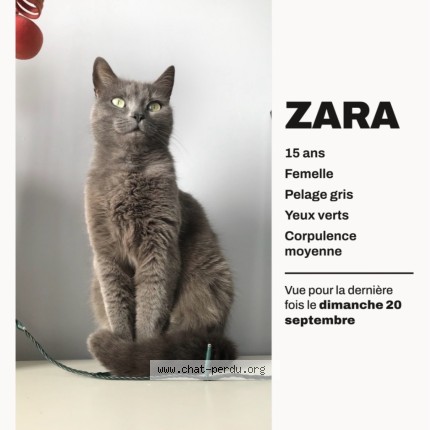 Photo 1/1 Zara Chat perdu à Clamart