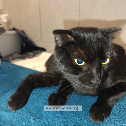 Photo 1/1 Chat trouvé Trouvé à Paris