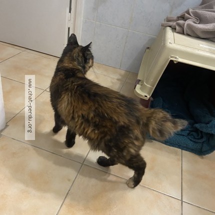Photo 4/5 Chat trouvé Trouvé à Loupiac