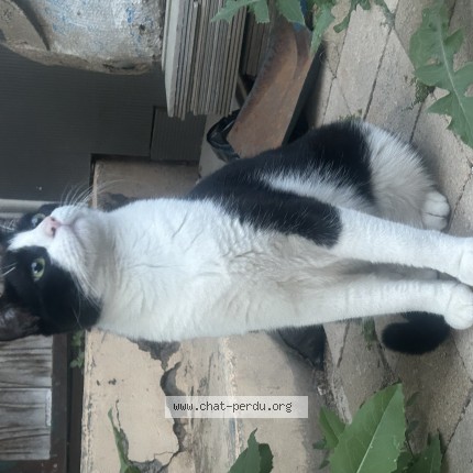 Photo 1/1 Chat retrouvé Perdu à Frontignan