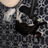 domino