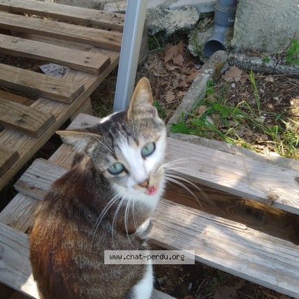 Photo 1/1 Prune Chat perdu à Cazilhac