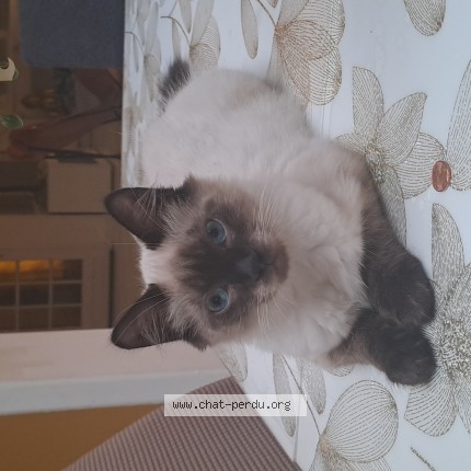 Photo 1/1 soso Chat perdu à Tourcoing