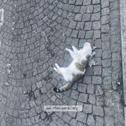 Photo 1/1 Chat trouvé Trouvé à Paris